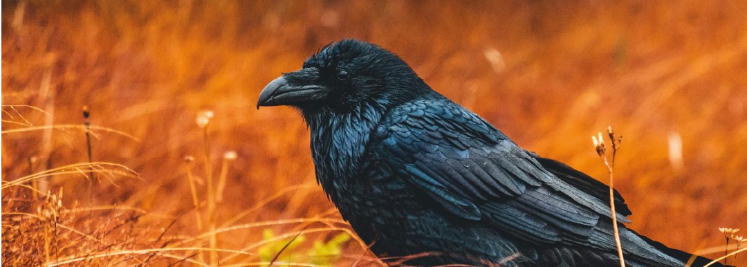 image de representation de la sauce Bran to be wild